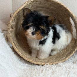 Louie - Black tan and white male Biewer Terrier puppy in Liberty, Texas from Tiny Yorkshire pups