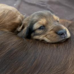 Dachshund Puppies from Hope Miniature Dachshunds