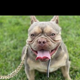 French Bulldog Puppies from Doe Ball Bullies. INC