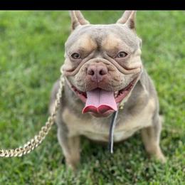 French Bulldog Puppies from Doe Ball Bullies. INC