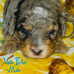 Uncle Fester - Merle male Bernedoodle puppy in Beecher, Illinois from Erica’s Doodles