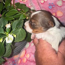 Kate - Parti female Yorkshire Terrier puppy in Dexter City, Ohio from Harriman's Yorkshire Terriers