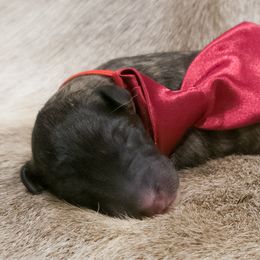 Silken Windhound Puppies from Silken Agents of CSBeck