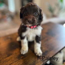 Paisley - Brown and white female Aussiedoodle puppy in Strasburg, Pennsylvania from Still Water Puppies