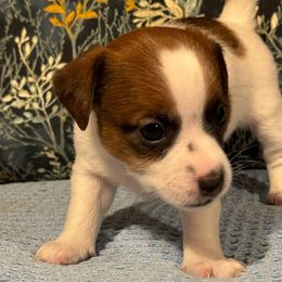 Girl 1 - Jack Russell Terrier puppy from Maestro Jacks
