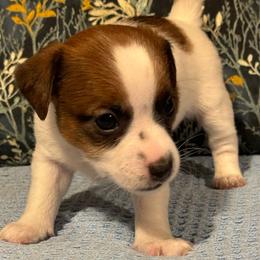 Girl 1 - Jack Russell Terrier puppy from Maestro Jacks