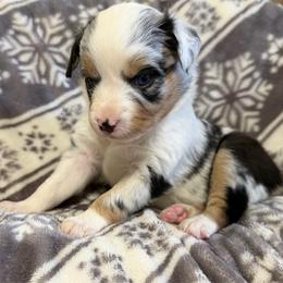 Sky - Blue merle female Miniature Australian Shepherd puppy in Bogata, Texas from Maple Creek Run