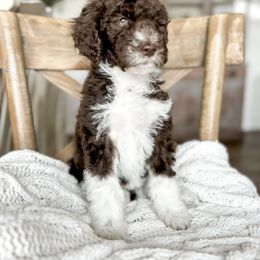 Cocoa - Chocolate female Goldendoodle puppy in Oak Harbor, Washington from Whidbey Goldendoodles