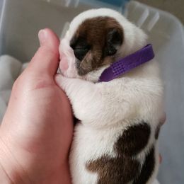 English Bulldog Puppies from Ruza's Bulldogs