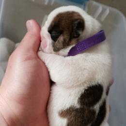 English Bulldog Puppies from Ruza's Bulldogs