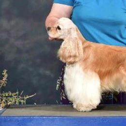 Cocker Spaniel All Grown Up from Hilltop Cockers