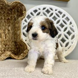Boy 1 - Tri-color male Bernedoodle puppy in Russiaville, Indiana from Pleasant Creek Minibernedoodles