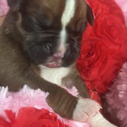 Girl 4 - Fawn female Boxer puppy in Plainwell, Michigan from Hope's Beautiful Boxers