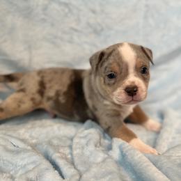 Valor - Lilac tri-color male American Bully puppy in Purdy, Missouri from Shotgun Pups