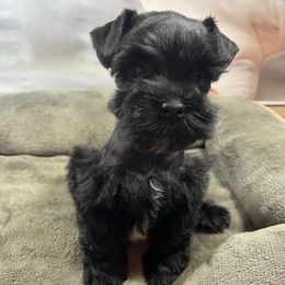 Oliver - Black male Miniature Schnauzer puppy in Slaughterville, Oklahoma from Priscilla's Miniature Schnauzers