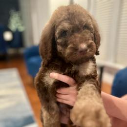 Koda - Phantom male Poodle puppy in Spring, Texas from Sterling Star Doodles