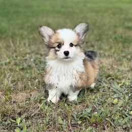 Olive (Magnolia) - Red female Pembroke Welsh Corgi puppy in Fairchild, Wisconsin from Reigning Corgis