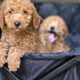 Purple Bow - Apricot female Goldendoodle puppy in Germantown, Maryland from Honey Blossom Doodles