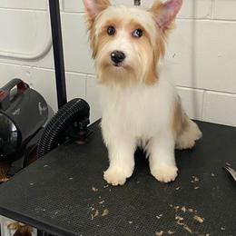 Sasha - Yorkshire Terrier