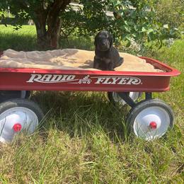 Pecan - Black female Goldendoodle puppy in Milan, Georgia from Cherokee Rose kennels
