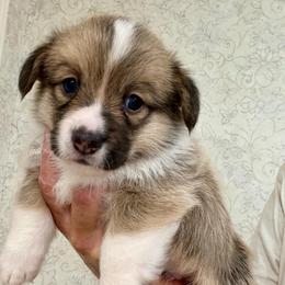 Sable boy 5 - Sable male Pembroke Welsh Corgi puppy in Rochester, Indiana from Stacy’s Pembroke Welsh Corgis