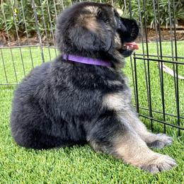 German Shepherd Puppies from Broward Shepherds