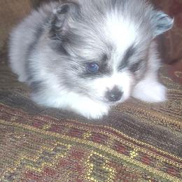 Armani - Black parti male Pomeranian puppy in Illinois from Maribel Poms