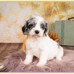 Bevo - Merle female Cockapoo puppy in Connersville, Indiana from Deaz Doodle Ranch