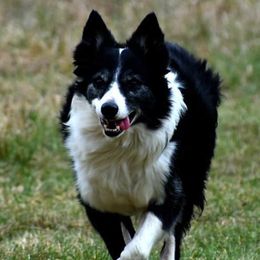 Border Collies and Labrador Retrievers from Steppinstone Dog Training and Labradors