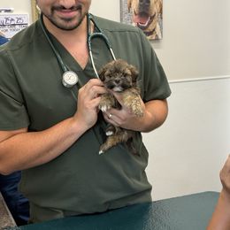 Girl 3 - Red gold female Lhasa Apso puppy in Charlotte, North Carolina from Toy Poodle and Maltese Perfection