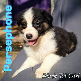Persephone - Australian Shepherd puppy in Abilene, Texas from S&K Aussies N' Rotties