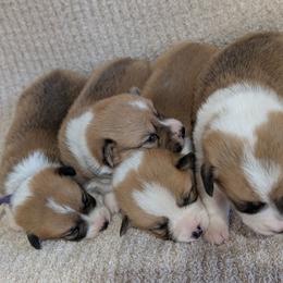 Girl 3 - White and red female Pembroke Welsh Corgi puppy in Milton, Florida from Milton Corgis ~ Azealia Acres