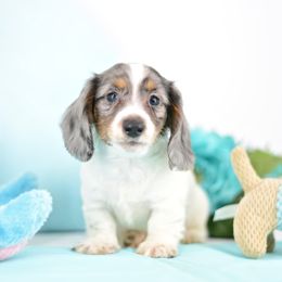 Peanut AKC Limited - Dapple male Dachshund puppy in Neosho, Missouri from Tinker Toy Doxies