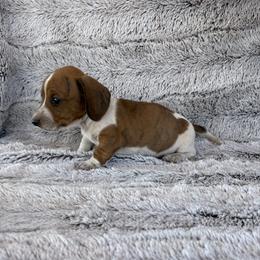 Grizzly - Piebald male Dachshund puppy in Elfrida, Arizona from Brooke Suarez