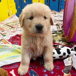 Boy 2 - Golden Retriever puppy in Newport, Pennsylvania from Liberty Golden Retrievers