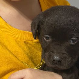 Mars - Chocolate Labrador Retriever puppy in Spring Hill, Kansas from Black Hawk Labradors