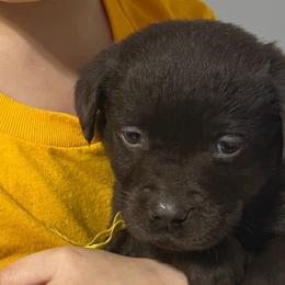 Mars - Chocolate Labrador Retriever puppy in Spring Hill, Kansas from Black Hawk Labradors