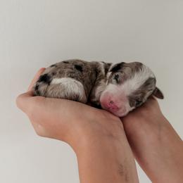 Paul - Blue merle and white male Sheepadoodle puppy in Wabash, Indiana from DOODCompany