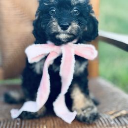Emily - Tri-color female Cavapoo puppy in Somerset, Kentucky from Hilltop Doodles KY LLC