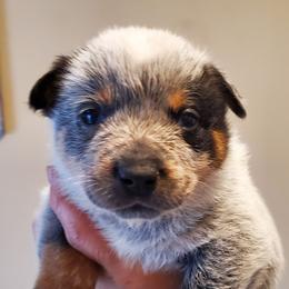 Half mask blue - Blue speckled male Australian Cattle Dog puppy in Lenoir, North Carolina from Blue Coyote Ranch