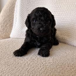 Cash - Black male Goldendoodle puppy in Fort Myers, Florida from Daisy Doodles LLC