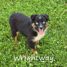 Trinity - Black tri female Miniature Australian Shepherd puppy in Dowagiac, Michigan from Wrightway Wigglebutts