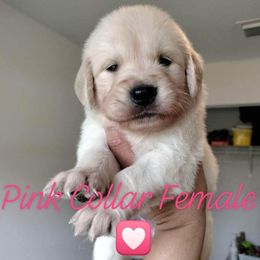 Girl 6 - Golden Retriever puppy in Ocala, Florida from Rosebud Goldens