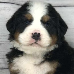 Bernese Mountain Dogs and Cavapoos from Evergreen Berners