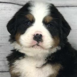 Bernese Mountain Dogs and Cavapoos from Evergreen Berners
