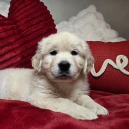 Banks - Light golden male Golden Retriever puppy in Pembroke, Virginia from Springhouse Farms