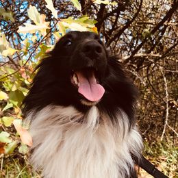 Mazikeen - Shetland Sheepdog