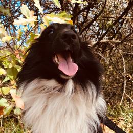 Mazikeen - Shetland Sheepdog