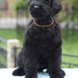 Giant Schnauzer Puppies from Jordan Giant Schnauzers