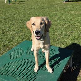 Apple - Golden Retriever